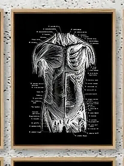 Human Anatomy Medical Wall Art Skeleton Organ Muscle System Canvas Poster DOCTOR