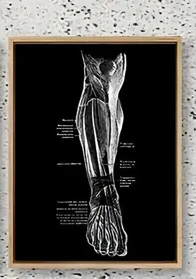 Human Anatomy Medical Wall Art Skeleton Organ Muscle System Canvas Poster DOCTOR