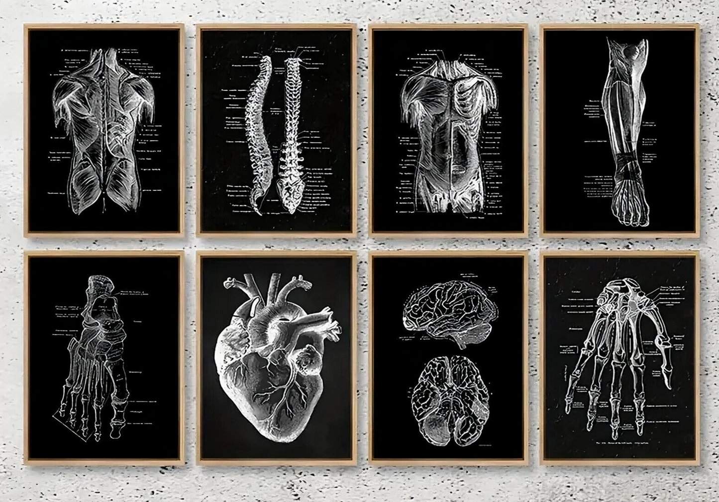 Human Anatomy Medical Wall Art Skeleton Organ Muscle System Canvas Poster DOCTOR