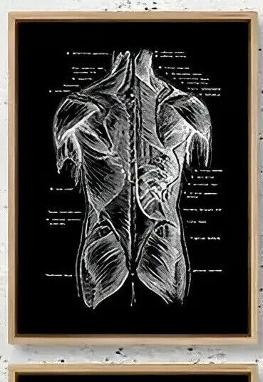 Human Anatomy Medical Wall Art Skeleton Organ Muscle System Canvas Poster DOCTOR