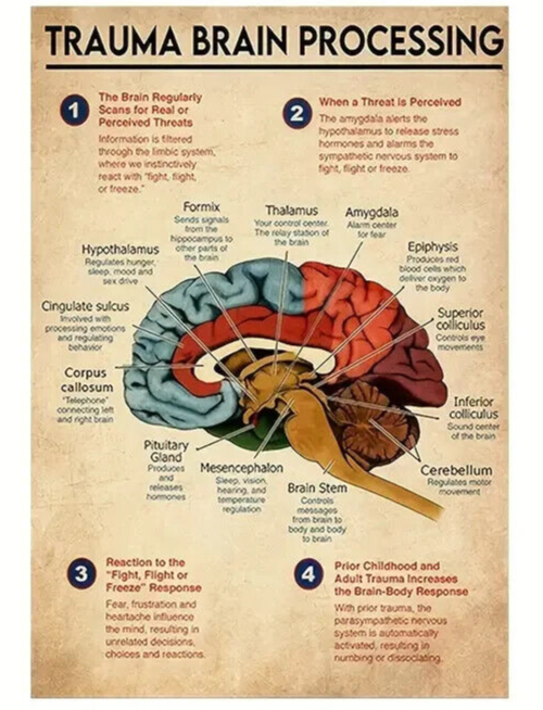 TRAUMA Brain PROCESSING Anatomy Poster Medical Anatomical ChaRT Human DOCTOR GIF