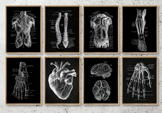 Human Anatomy Medical Wall Art Skeleton Organ Muscle System Canvas Poster DOCTOR